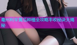 亳州利辛黄瓜种植全攻略丰收秘诀大揭秘