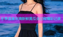 冬季温室采摘新鲜黄瓜全过程精彩记录
