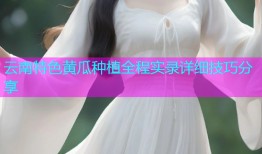 云南特色黄瓜种植全程实录详细技巧分享