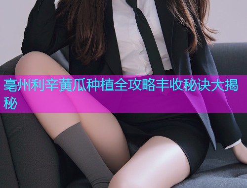 亳州利辛黄瓜种植全攻略丰收秘诀大揭秘