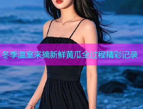 冬季温室采摘新鲜黄瓜全过程精彩记录