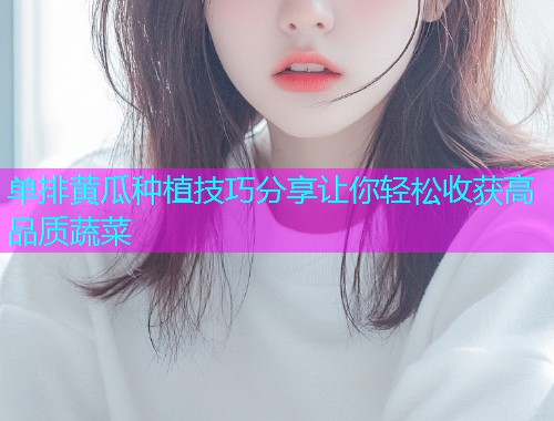 单排黄瓜种植技巧分享让你轻松收获高品质蔬菜